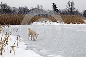 A big homeless dog stands on the ice of a winter frozen lake