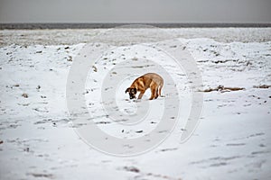 Big homeless dog straying on snowy field alone searching for food.