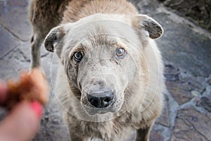 Big homeless hungry dog with sad eyes begs for food. A woman's h