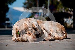 Big homeless stray dog sleeping on the street