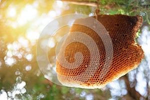 Big Honeycomb or Bee Hive hang on tree