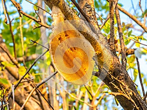 Big Honeycomb or Bee Hive hang on tree