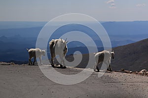 Big Horn Goat Ewe and Lambs