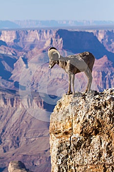 Big Horn Ram Standing On The Edge Of Grand Canyon
