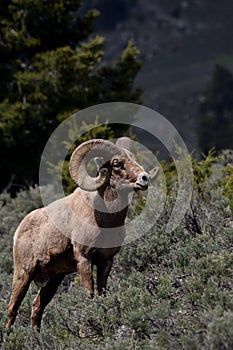 Big horn ram