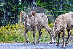 Big horn rams on the move, Spray Valley Provincial Park, Alberta, Canada