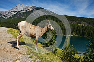 Big horn sheep