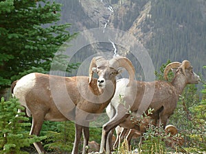 Big Horn Sheep