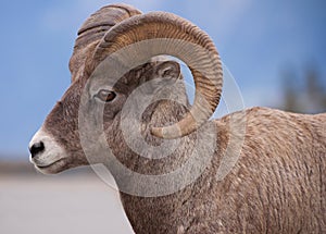 Big Horn Sheep