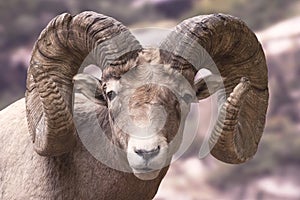 Big Horn Sheep