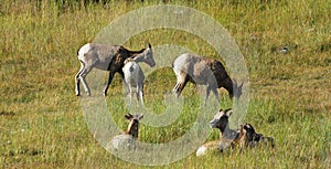 Big horn sheep