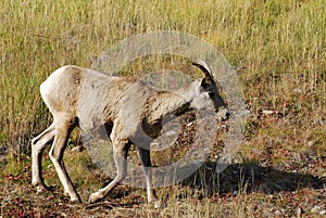 Big horn sheep