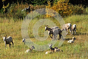 Big horn sheep