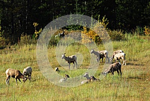 Big horn sheep