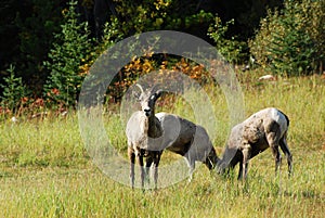 Big horn sheep