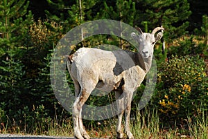 Big horn sheep