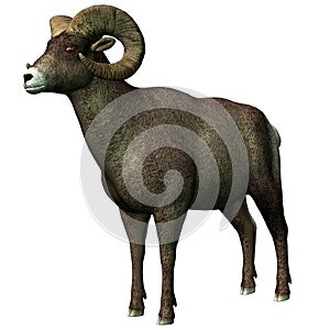 Big horn sheep