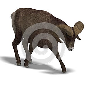 Big horn sheep aries