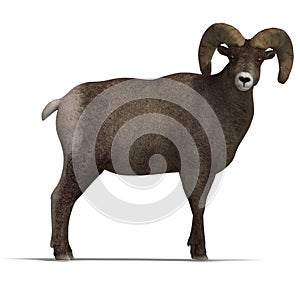 Big horn sheep aries