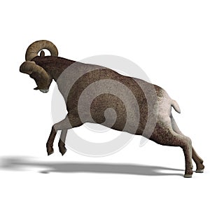 Big horn sheep aries