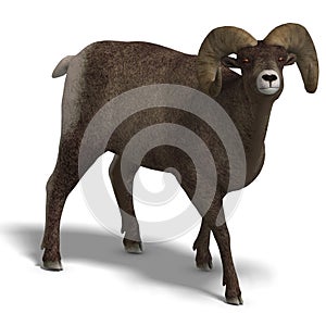 Big horn sheep aries
