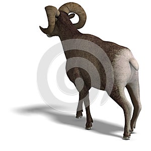 Big horn sheep aries