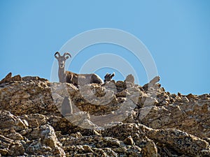 A big horn sheep and baby stare down a Marmot