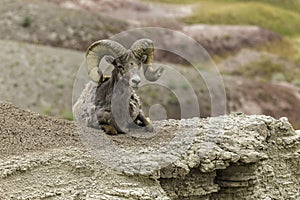 Big Horn Sheep in the Badlands