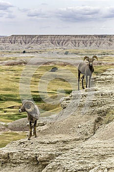 Big Horn Sheep in the badlands of South Dakota