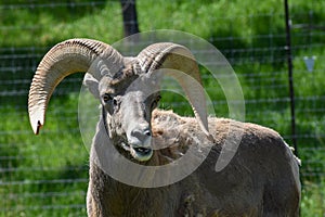 Big horn sheep chewing