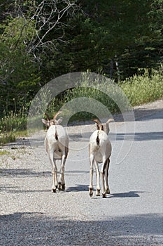 Big Horn Sheep Escape