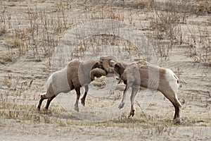 Big horn sheep fighting.