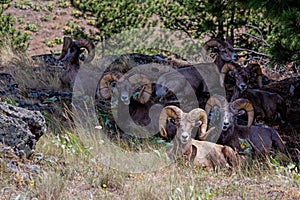 Big Horn Sheep Gathering