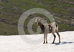 Big Horn Sheep on Glacier