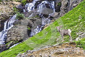 Big horn sheep at Glacier national park,Montana,usa.