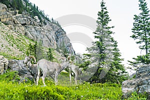 Big horn sheep at Glacier national park,Montana,usa.