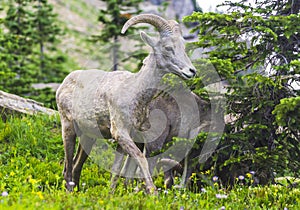 Big horn sheep at Glacier national park,Montana,usa