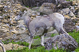 Big horn sheep at Glacier national park,Montana,usa