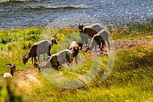 Big horn sheep in Colorado