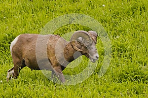 Big Horn Sheep on Highway 40, Alberta, Canada