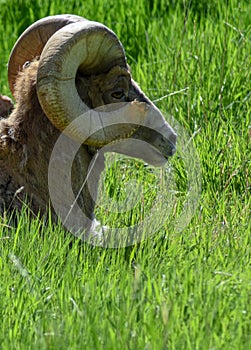 Big horn sheep laying in the grass