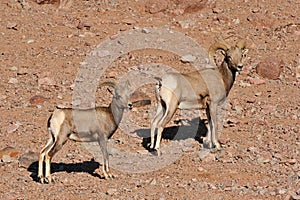Big Horn Sheep Mountain Goats