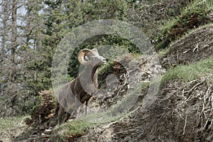 Big Horn Sheep - Ovis canadensis