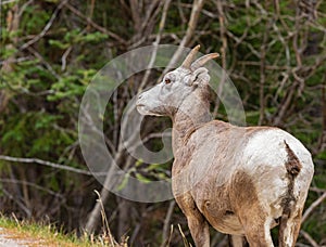 Big Horn Sheep Ovis canadensis portrait on the mountain forest. Mountain goat walking in Banff National Park Alberta