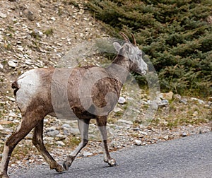 Big Horn Sheep Ovis canadensis portrait on the mountain road. Mountain goat walking in Banff National Park Alberta