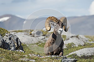 Big Horn Sheep portrait while looking at you photo