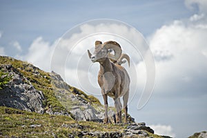 Big Horn Sheep portrait photo