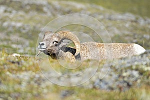 Big Horn Sheep portrait on rocky mountains Canada