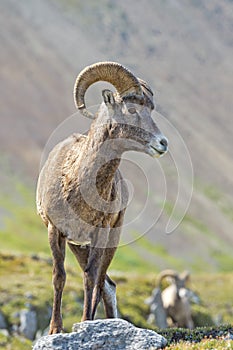 Big Horn Sheep portrait on rocky mountains Canada