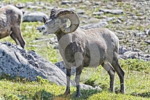 Big Horn Sheep portrait on rocky mountains Canada